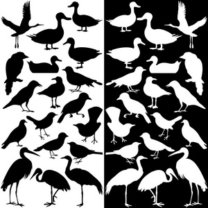 鸟的轮廓黑白照片