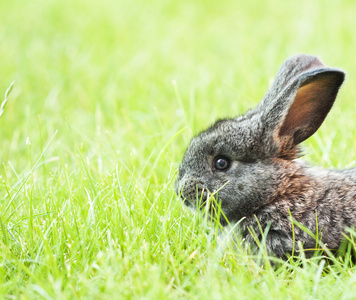 兔小兔子宝宝