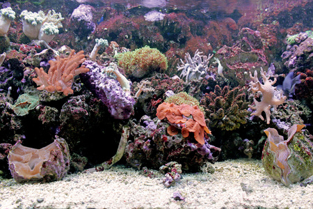 美丽的珊瑚在背景海水族馆