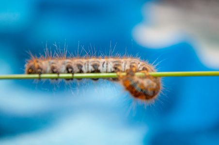 catepillar 蠕虫的低角度视图