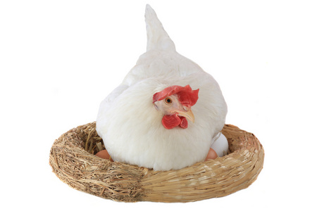坐在巢上的母鸡白色背景