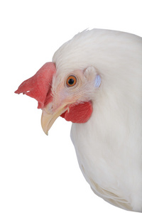 鸡在白色背景上的肖像