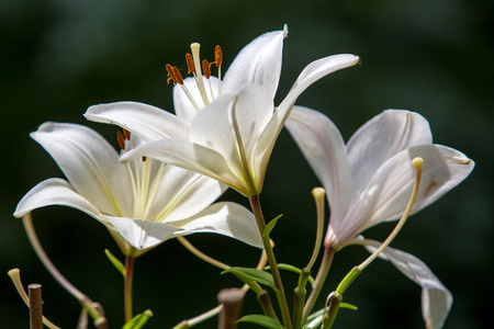 花不