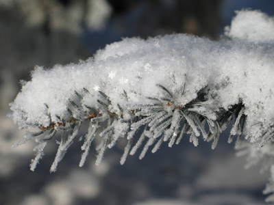 雪下的松枝