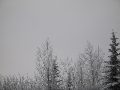 大雪覆盖的树枝