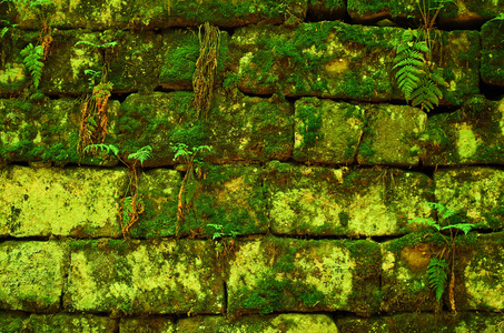 绿色的苔藓墙背景