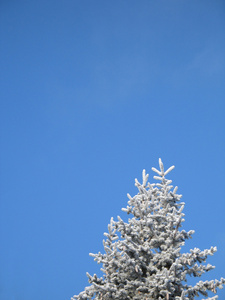 大雪覆盖的树枝