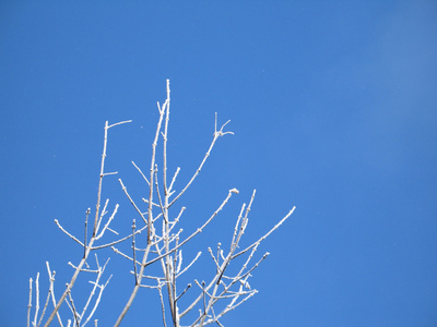 大雪覆盖的树枝