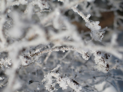 大雪覆盖的树枝