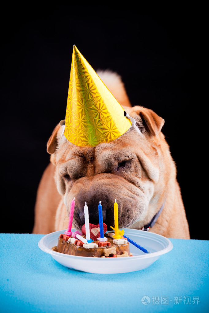 沙皮狗庆祝生日