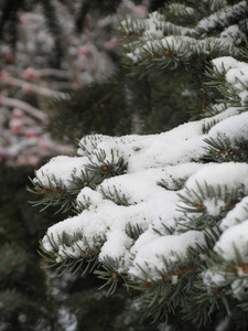 雪覆盖长青分枝