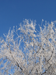 大雪覆盖的树枝