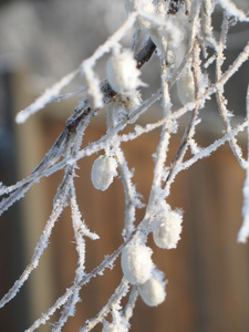 大雪覆盖的树枝