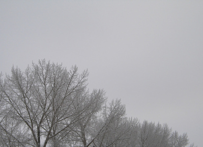 大雪覆盖的树枝