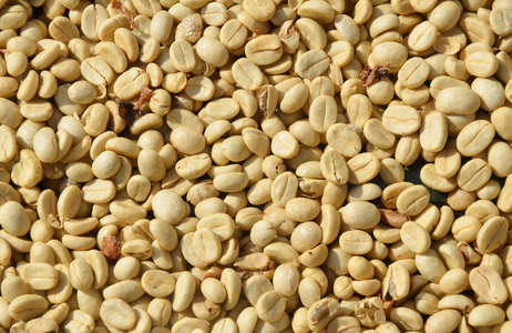 绿色未烘培咖啡豆的背景纹理