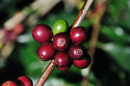 生长在泰国清莱中的分支上的咖啡豆