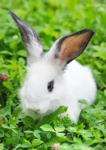 婴儿白兔子在草丛中