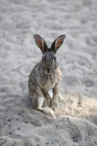 野兔子长耳朵和活泼的眼睛图片