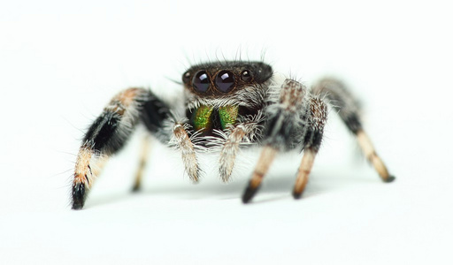 phidippus 丽君跳蜘蛛