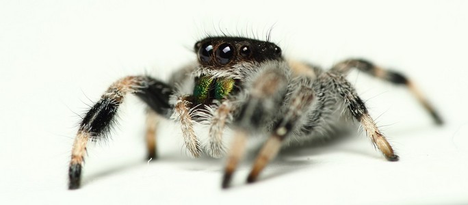 phidippus 丽君跳蜘蛛