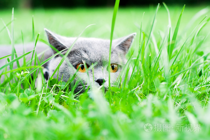 躺在草地的灰猫
