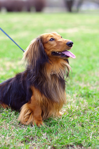 姜红色和黑色德国獾狗图片持猎獾犬有胡子的人图片獾艺术家图片金发碧