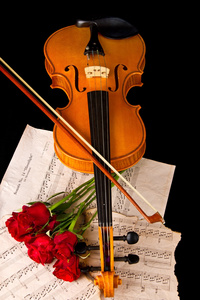 小提琴乐谱和玫瑰特写静物图片