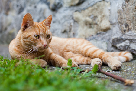 在花园里的猫