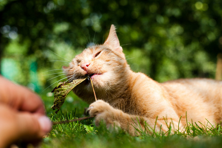 在花园里的猫