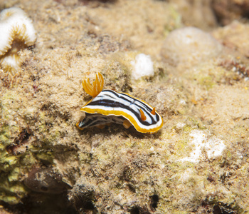 在石头上睡衣 chromodorid 裸鳃亚目