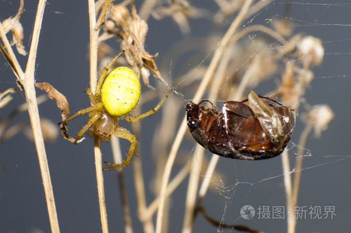 蜘蛛和甲虫