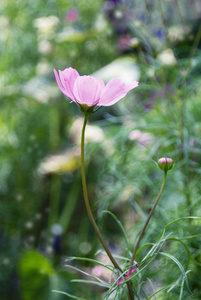 美丽的波斯菊花卉绿色背景