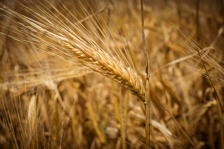 小麦的耳朵。爽肤