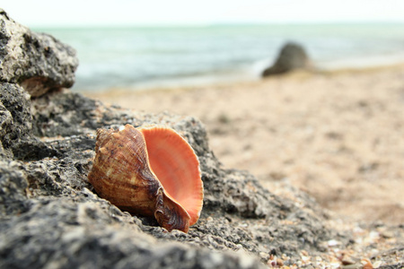 躺在海中的一块大石头上的异国情调海贝壳