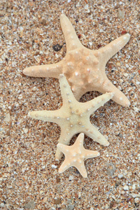 三种不同大小海滩上的海星