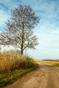 秋季景观与路和树