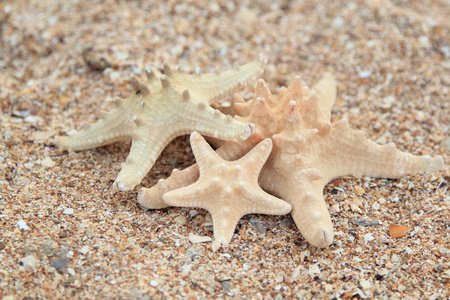 三种不同大小海滩上的海星图片