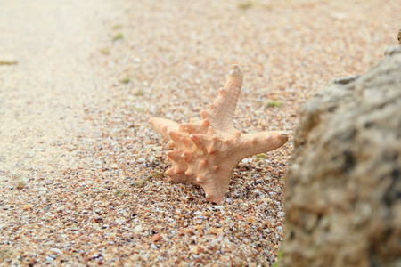 在夏日的海滩上的海星