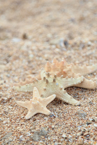 海星在海滩沙子副本空间