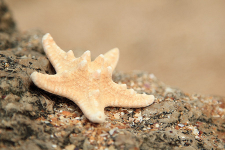 海边的贝壳和海星