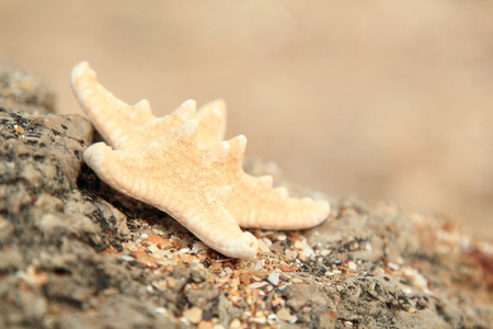 海边的贝壳和海星