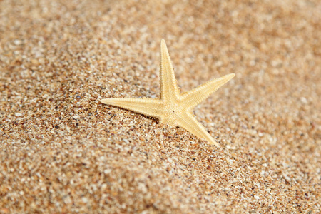 沙子和海星的背景