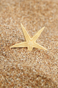 在沙子里的海星