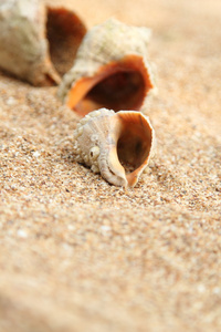 旧砂和贝壳的背景在水中长时间说谎