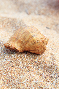 在夏天的棕色沙子上海贝壳