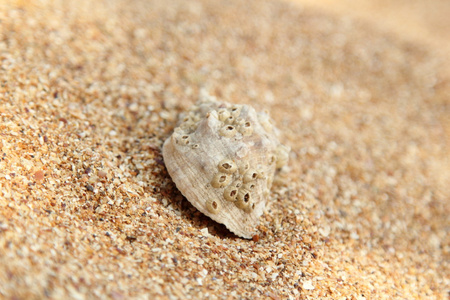 夏季海滩上的沙子的背景上的老海贝壳。