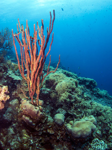 水下珊瑚礁 Amphimedon 草 直立绳海绵r