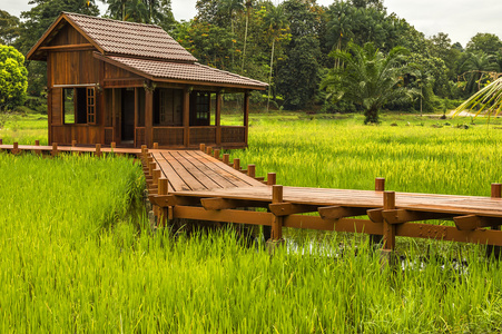 在稻田的木房子照片