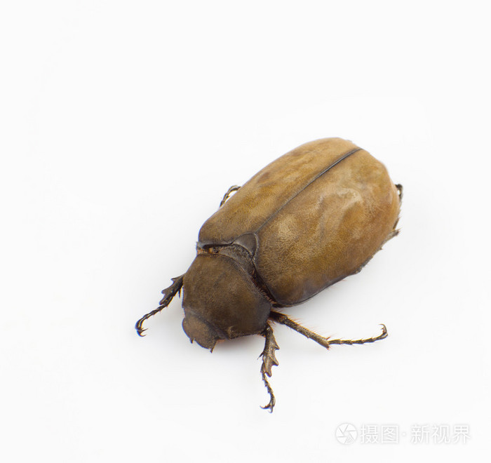 鳃金龟diomphalia贝茨