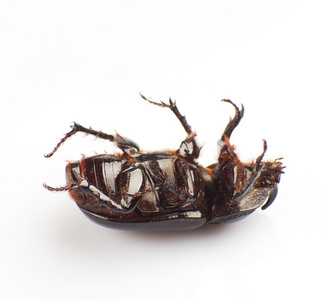 昆虫蜣螂图片